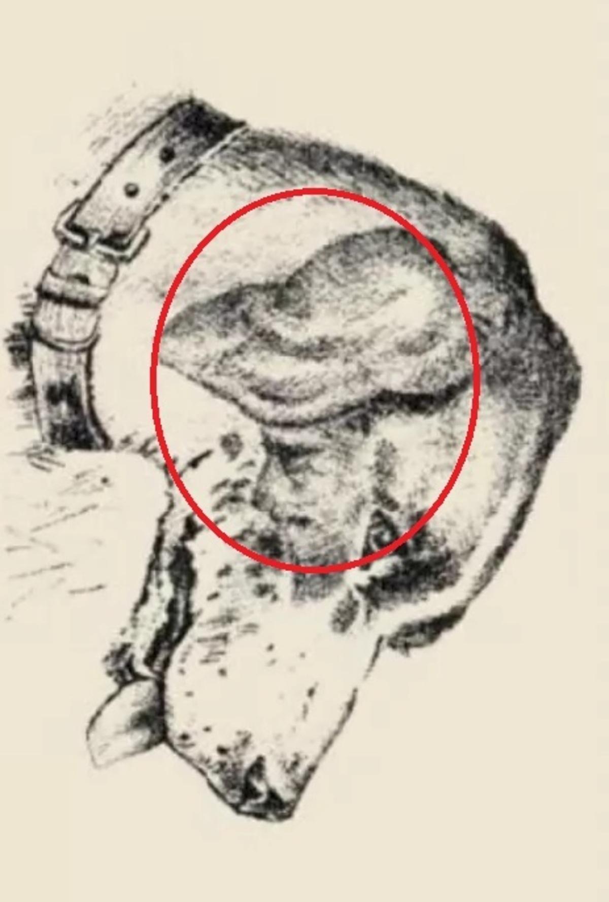 Et menneskeansigt var på en hunds øre / tegning safalta.com Menneskeansigtet var på hundens øre / tegnet af safalta.com