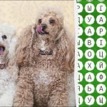 Du skal have øjne som en ørn for at finde ordet "puddel" på 10 sekunder: et udfordrende puslespil Du skal have øjne som en ørn for at finde