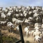 Et puslespil for dem med godt syn: Du skal finde hunden på 3 sekunder. Et puslespil for dem med godt syn: Du skal finde