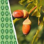 Kun 1 procent af befolkningen kan finde ordet 'eg' på 11 sekunder: et overraskende udfordrende puslespil Kun 1 procent af befolkningen kan finde ordet ‘eg’ på