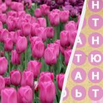 Kun 2 procent af befolkningen finder ordet 'tulipan' på 8 sekunder: et overraskende puslespil Kun 2 procent af befolkningen finder ordet ‘tulipan’ på 8