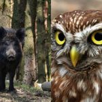 Kun folk med høj IQ kan finde den snedige ugle på 9 sekunder: en sofistikeret optisk illusion Kun folk med høj IQ kan finde den snedige ugle