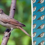 Kun folk med ørneøjne kan finde ordet "nattergal" på 12 sekunder: et vanskeligt puslespil Kun folk med ørneøjne kan finde ordet “nattergal” på 12